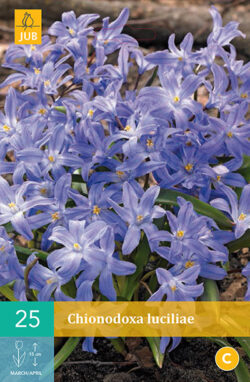 Chionodoxa Luciliae (Gigantea) 25st.