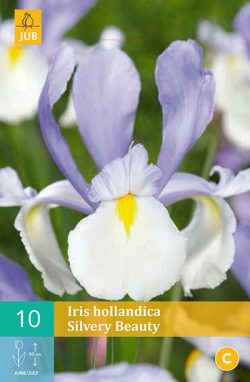 Iris Silvery Beauty 10st.