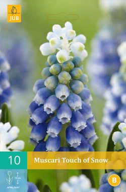 Muscari Touch Of Snow 10st.