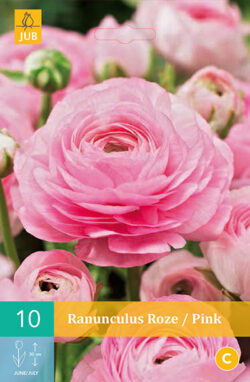 Ranonkel Roze 10st.