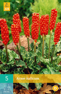 Arum Italicum 5st.