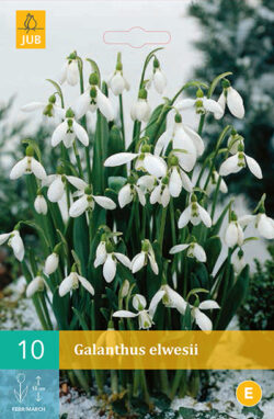 Galanthus Elwesii 10st.
