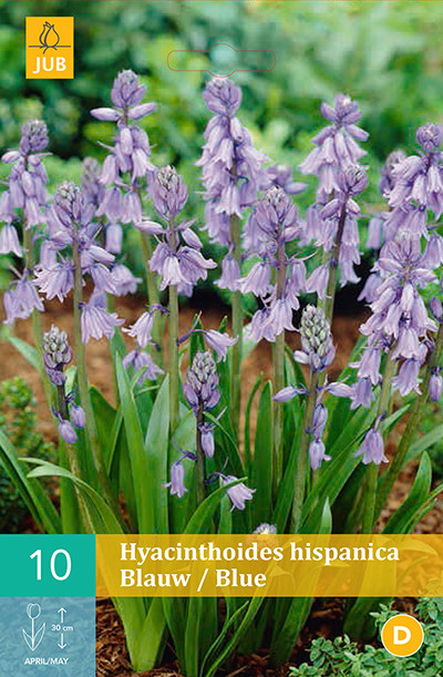 Hyacinthoïdes Hispanica Blauw 10st.