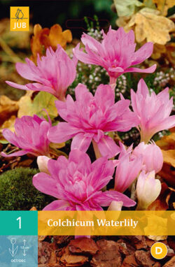 Colchicum Waterlily 1st.
