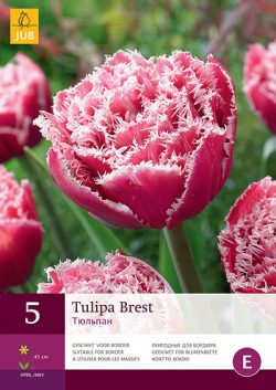 Tulpen Brest 5st.