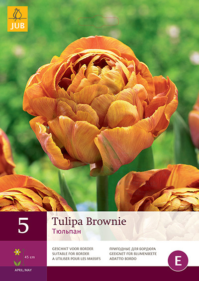 Tulpen Brownie 5st.
