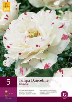 Tulpen Danceline 5st.