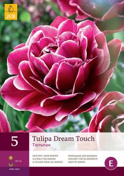Tulpen Dream Touch 5st.