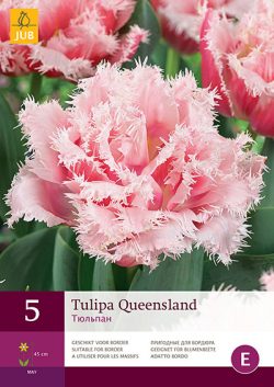 Tulpen Queensland 5st.