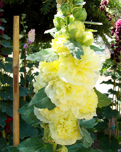Alcea Rosea Chater's Double Yellow 2st.