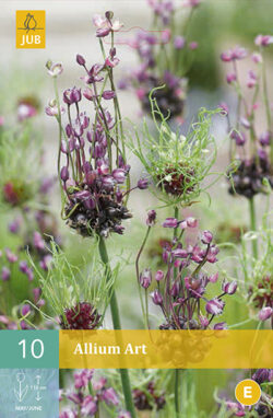 Allium Art 10st.