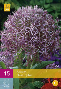 Allium Christophii 15st.