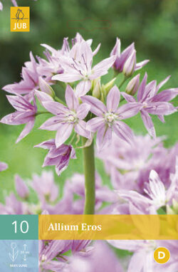 Allium Eros 10st.