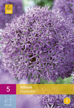 Allium Gladiator 5st.