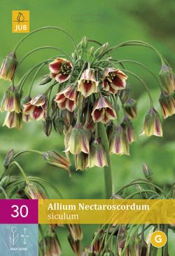 Allium (Nectaroscordum) Siculum 30st.