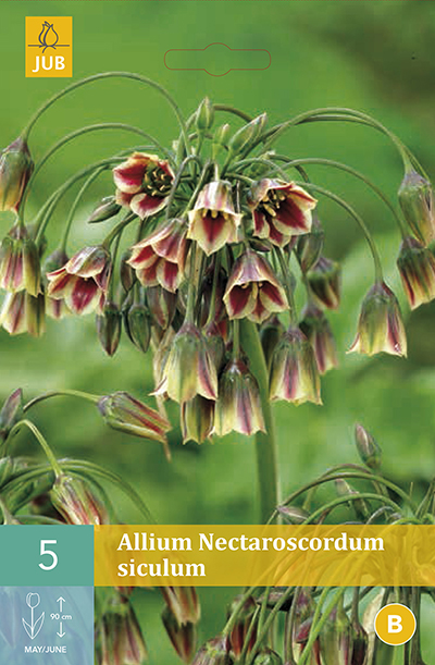 Allium (Nectaroscordum) Siculum 5st.