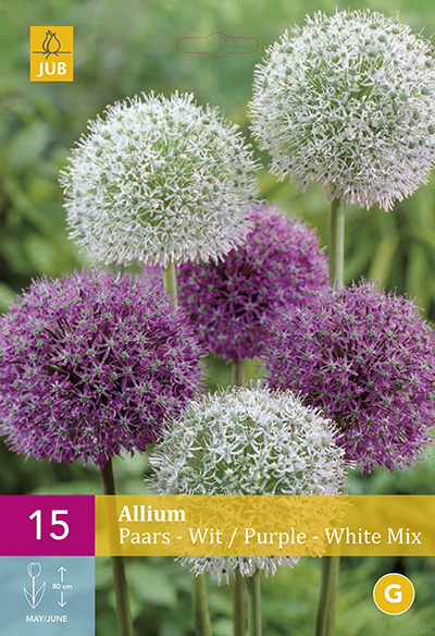 Allium Purple - White mix 15st.