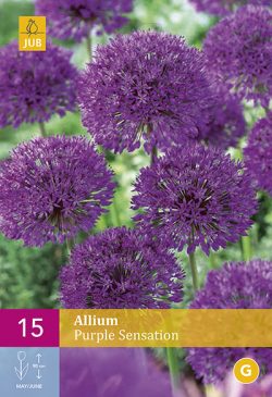 Allium Purple Sensation 15st.