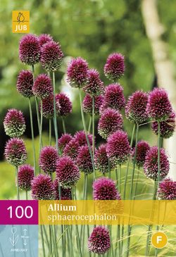 Allium Sphaerocephalon 100st.