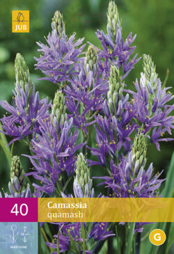 Camassia Quamash 40st.