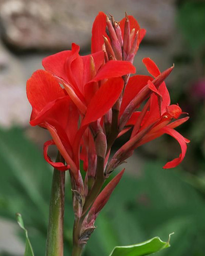 Canna Red King Humbert 1st.
