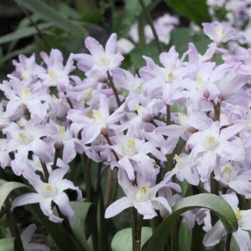 Chionodoxa Pink Giant 15st.