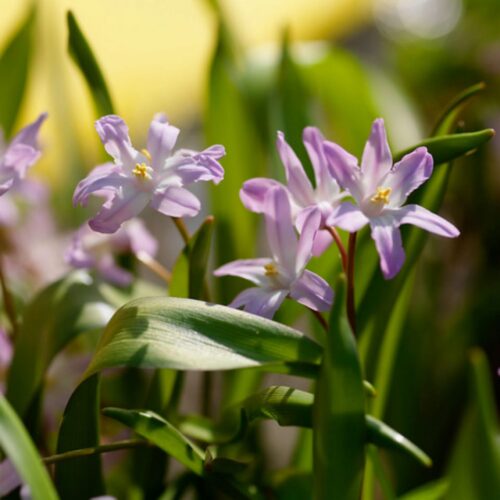 Chionodoxa Pink Giant 15st.