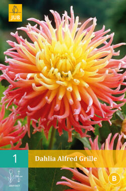 Dahlia Alfred Grille 1st.