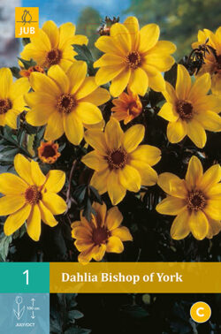 Dahlia Bischop of York 1st.