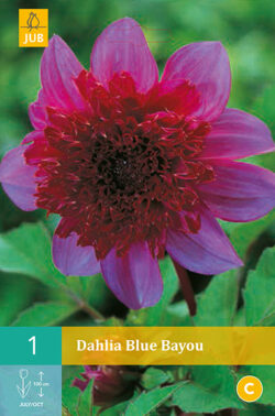 Dahlia Blue Bayou 1st.