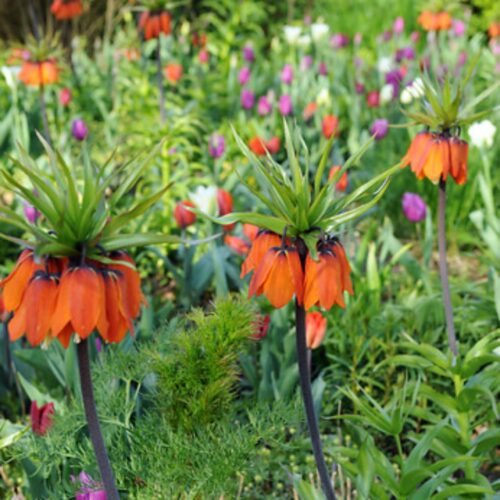 Fritillaria Imp. Aurora 1st.