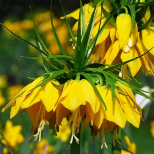 Fritillaria Imp. Lutea 1st.