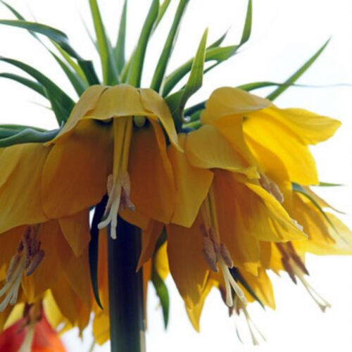 Fritillaria Imp. Lutea 1st.