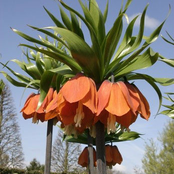 Fritillaria Imp. Rubra 1st.