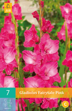 Gladiool Fairytale Pink 7st.