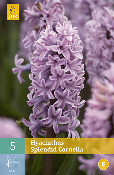 Hyacint Splendid Cornelia 5st.