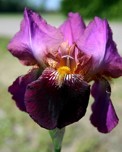 Iris Germanica Senlac 1st.