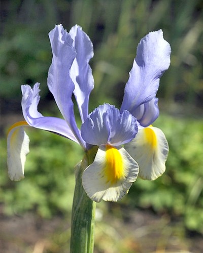 Iris Hollandica Silvery Beauty 10st.