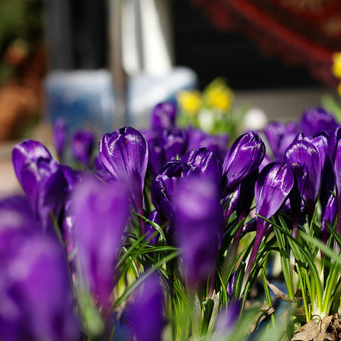 Krokus Flower Record 15st.