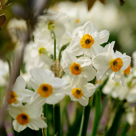 Narcissus Geranium 5st.