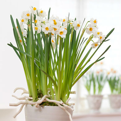 Narcissus Geranium 5st.