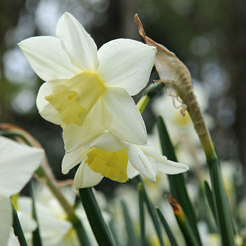 Narcissus Sailboat 5st.