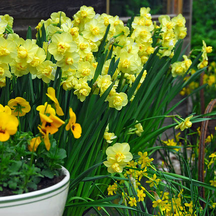 Narcissus Yellow Cheerfulness 5st.