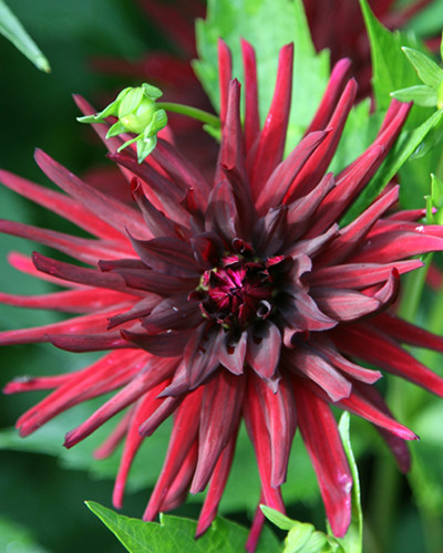 Dahlia Nuit D Ete Bloembollen Tuinen Shop Nl