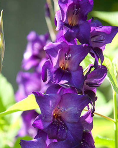 Gladiool Purple Flora 10st.