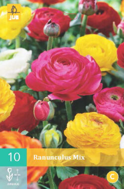 Ranonkel Mix 10st.