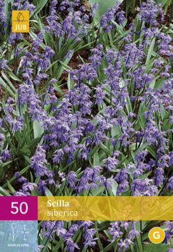Scilla Siberica 50st.