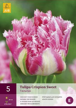 Tulpen Crispion Sweet 5st.