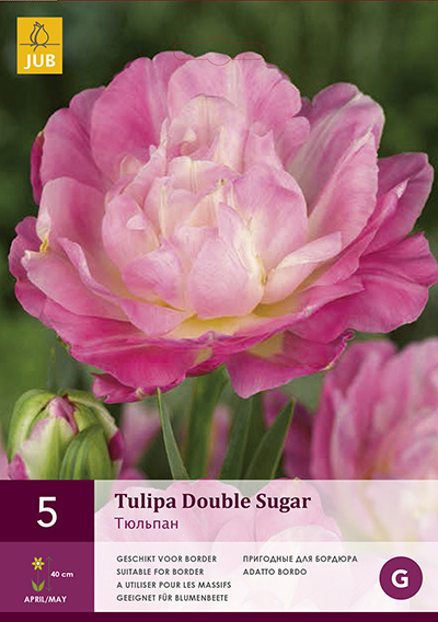 Tulpen Double Sugar 5st.