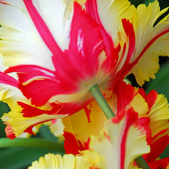 Tulpen Flaming Parrot 7st.